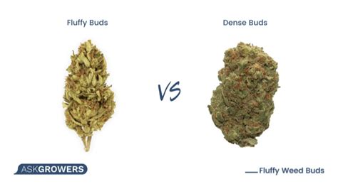 Dense Bud VS Fluffy Bud: Autoflower Cannabis。